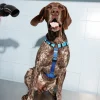PARFOIS Arn&eacute;s Para Perros Azul Shop