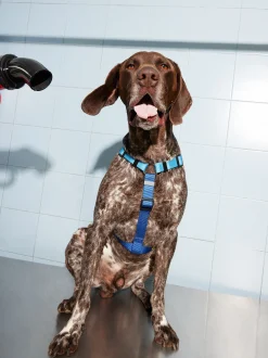 PARFOIS Arnés Para Perros Azul Shop