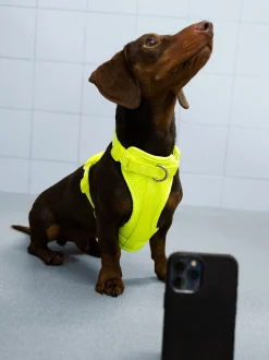 PARFOIS Arnés Para Perros Amarillo Best